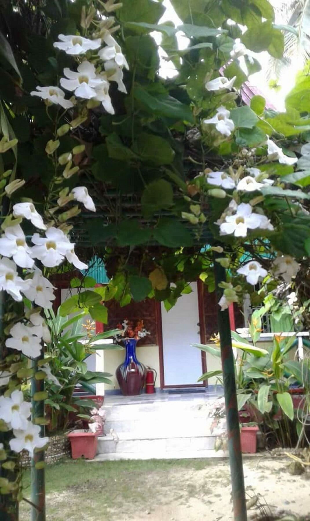 Traville Huts Palm Beach Inn Panglao Exterior foto